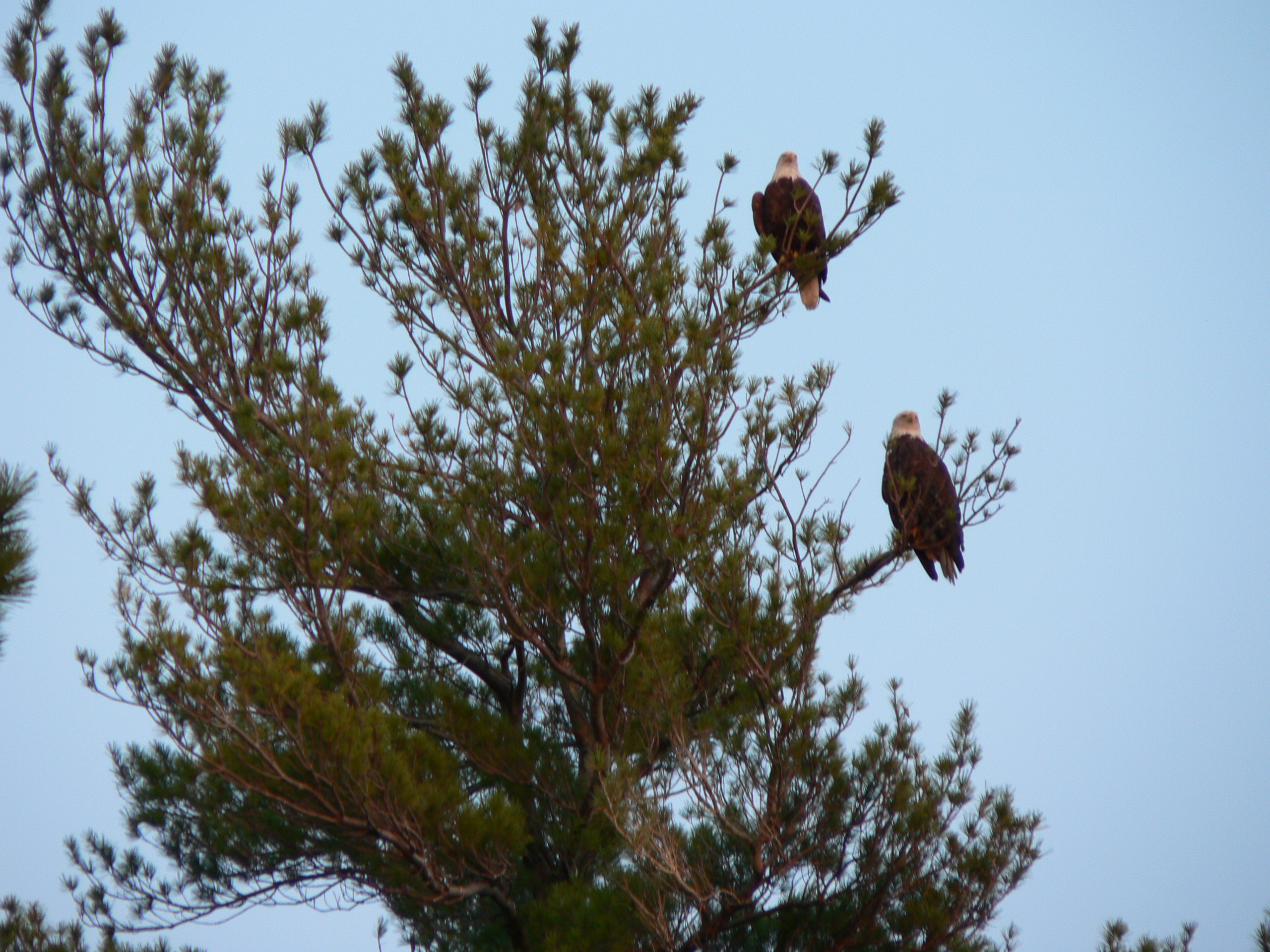 Eagles at Pike Bay